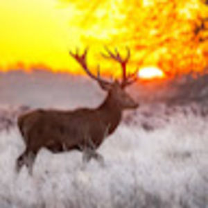 Meet your Posher, Anastasia